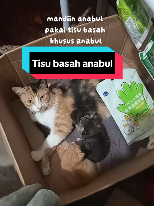 @Mocha, Mochi & Bang Belang