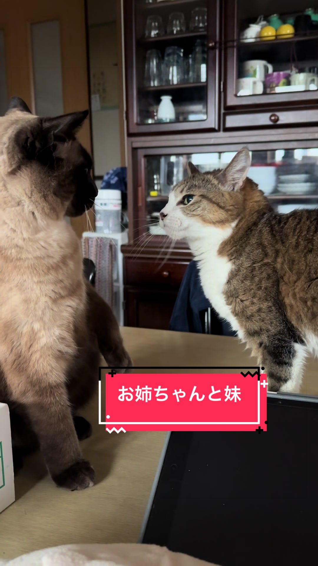 @うちのコレンジャー