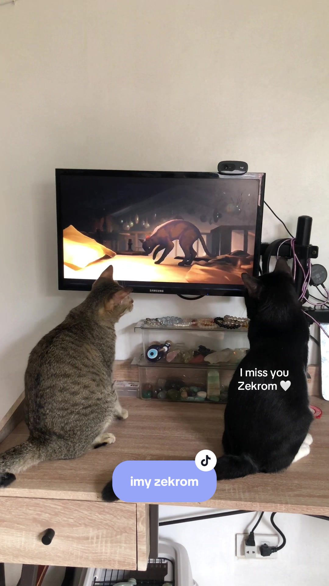 @17meows