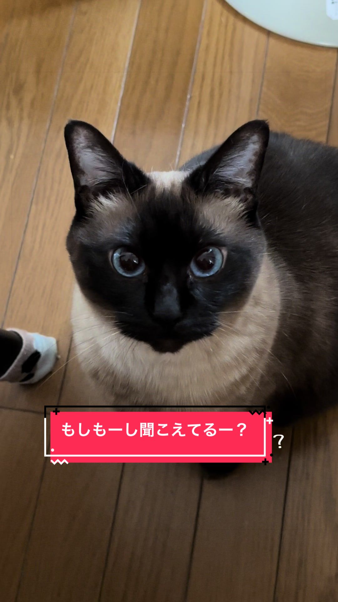 @うちのコレンジャー