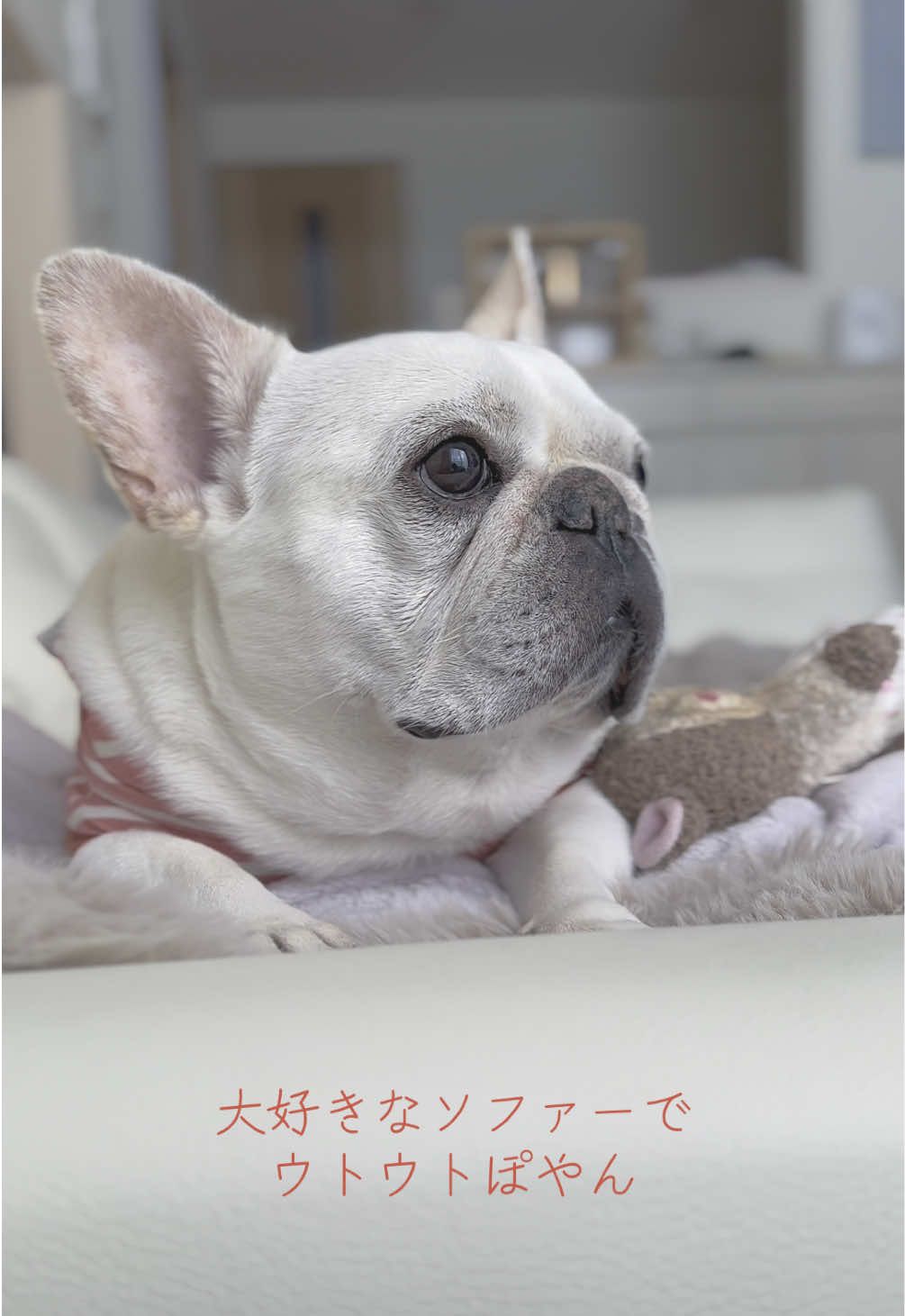 @フレンチブルドッグのPorco(ポルコ)🐷