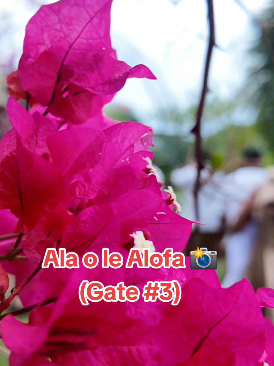 @Maota O Samoa