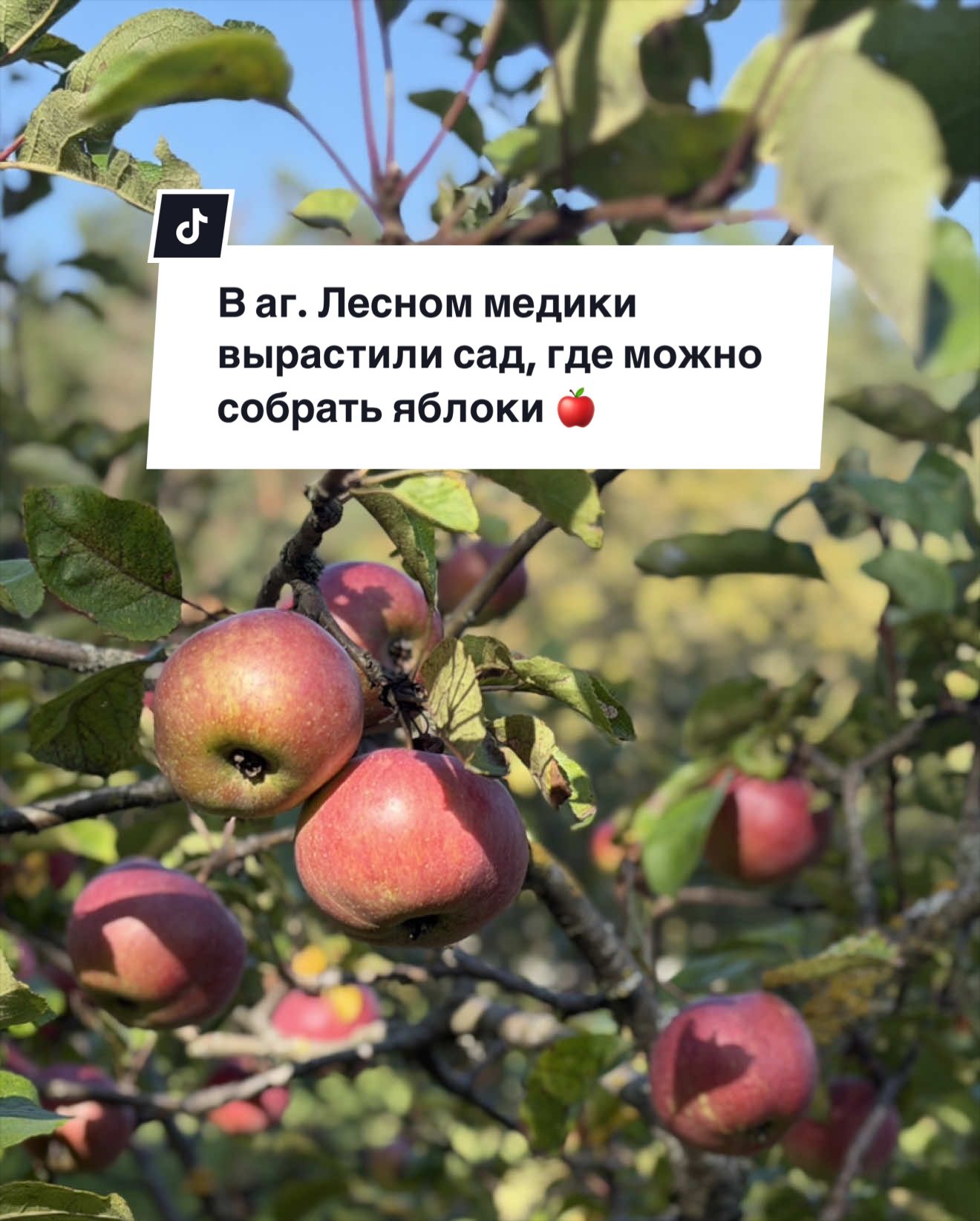 @Боровляны|Новости🌳