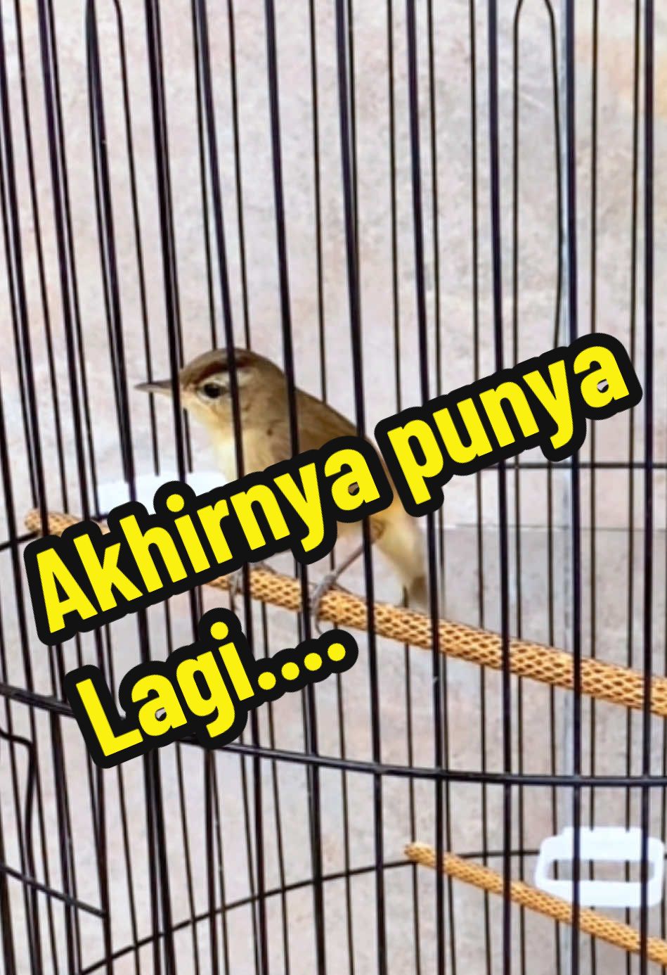 @GeDang Manuk