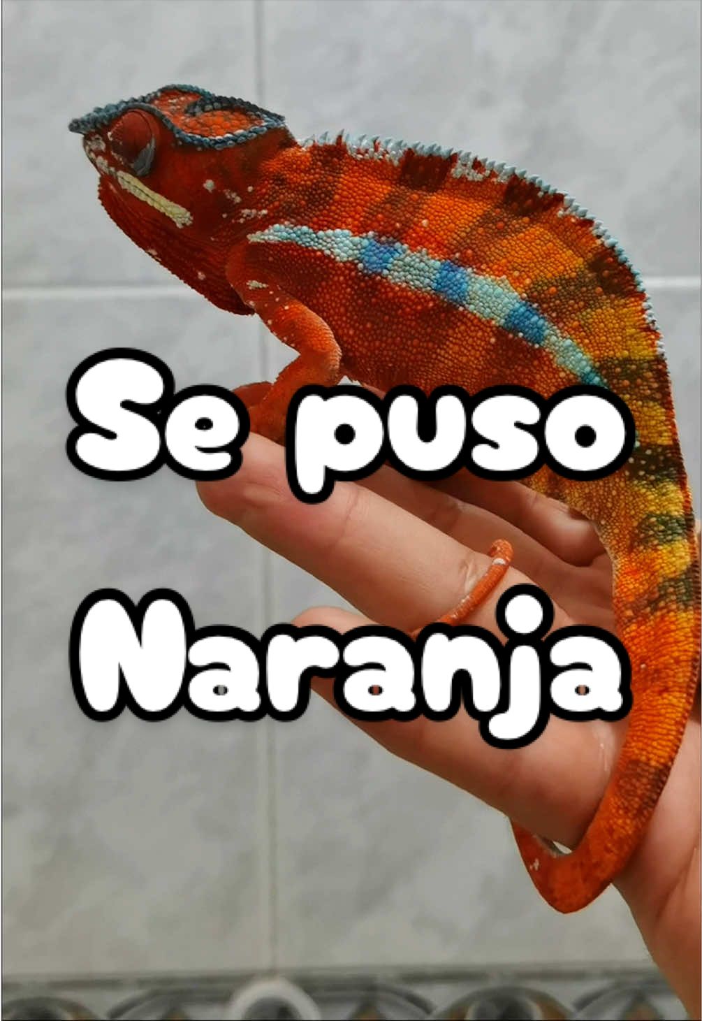 @ReptilMania
