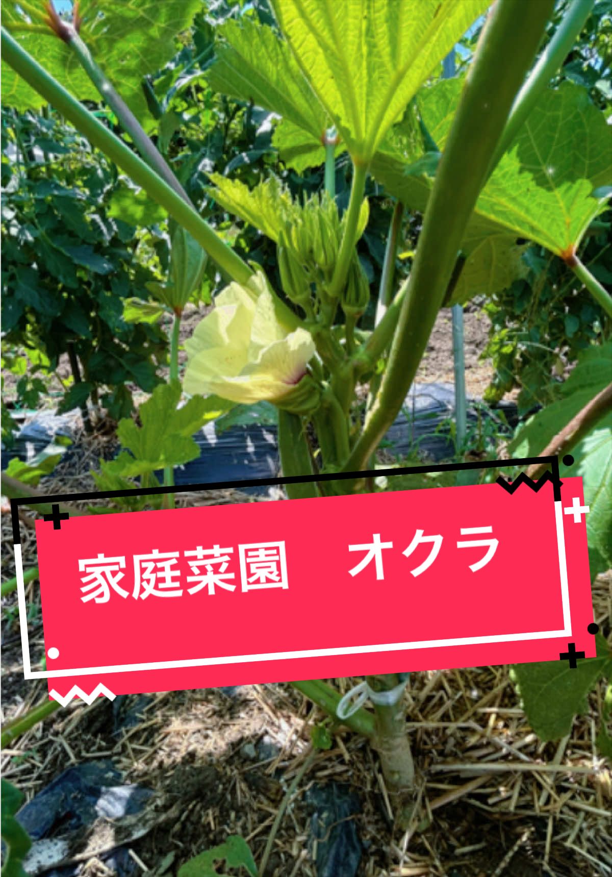 @カンキツ