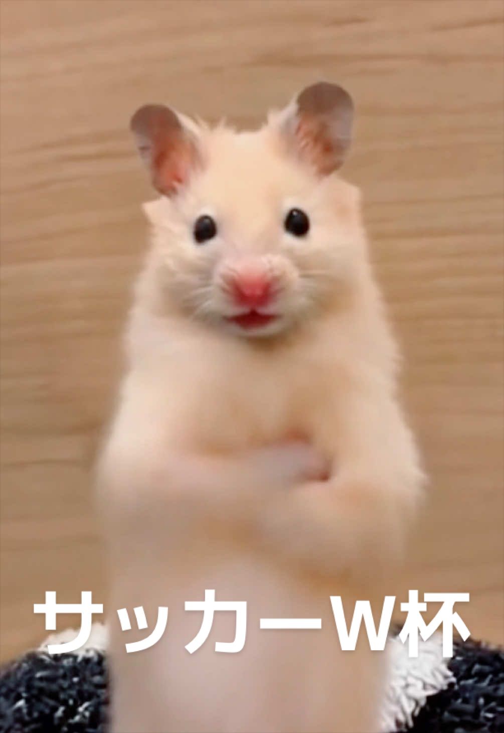 @FCham
