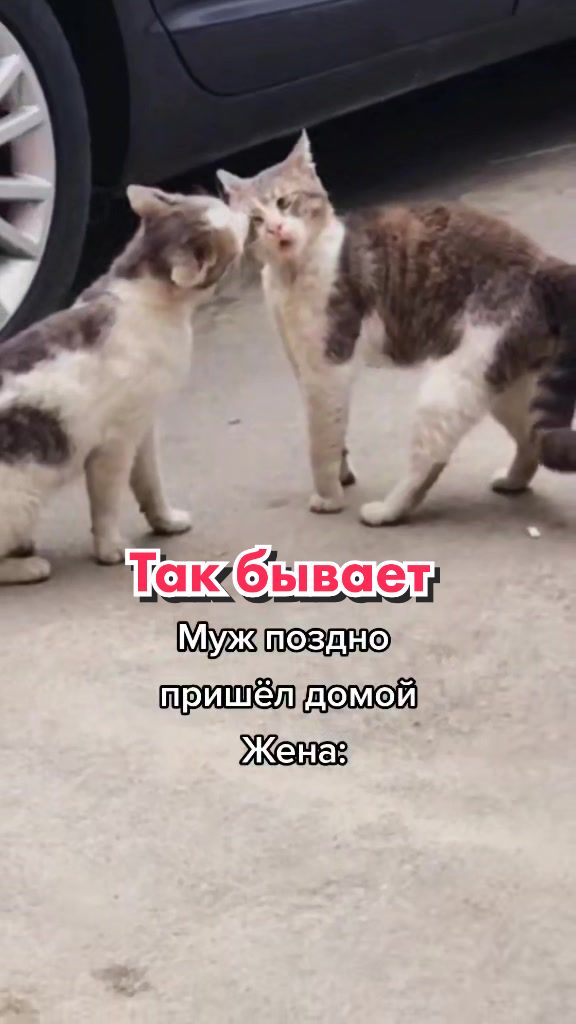 @Кот Клякса