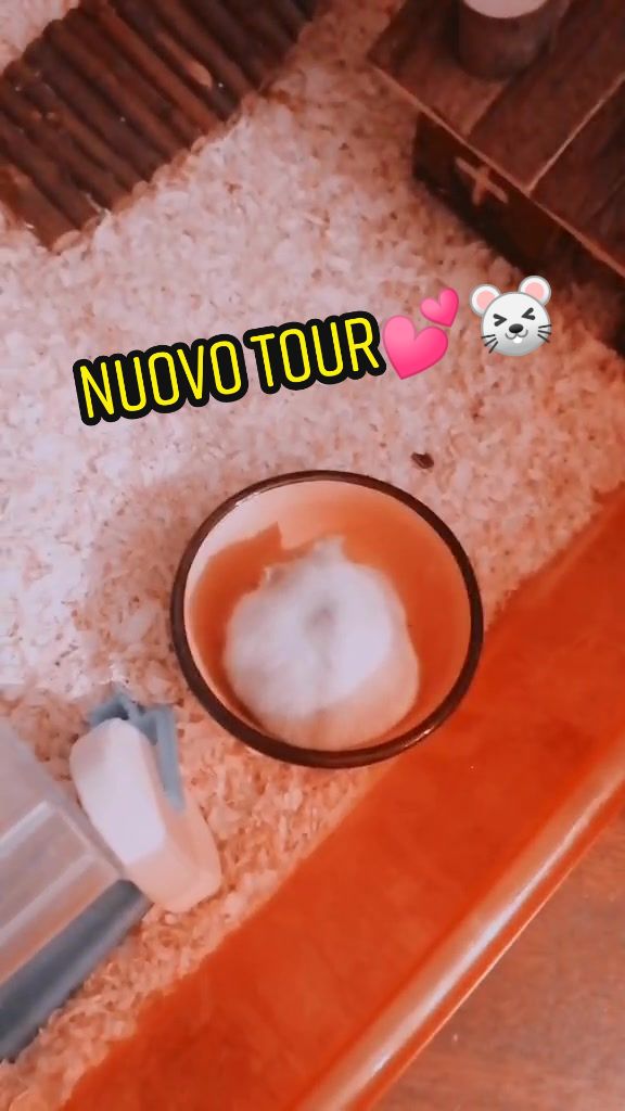@susi_and_animals🐭🍀💕🎇