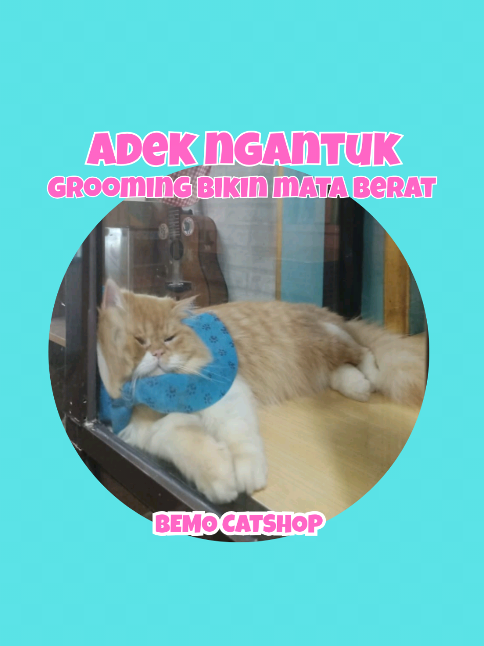 @Bemo Catshop