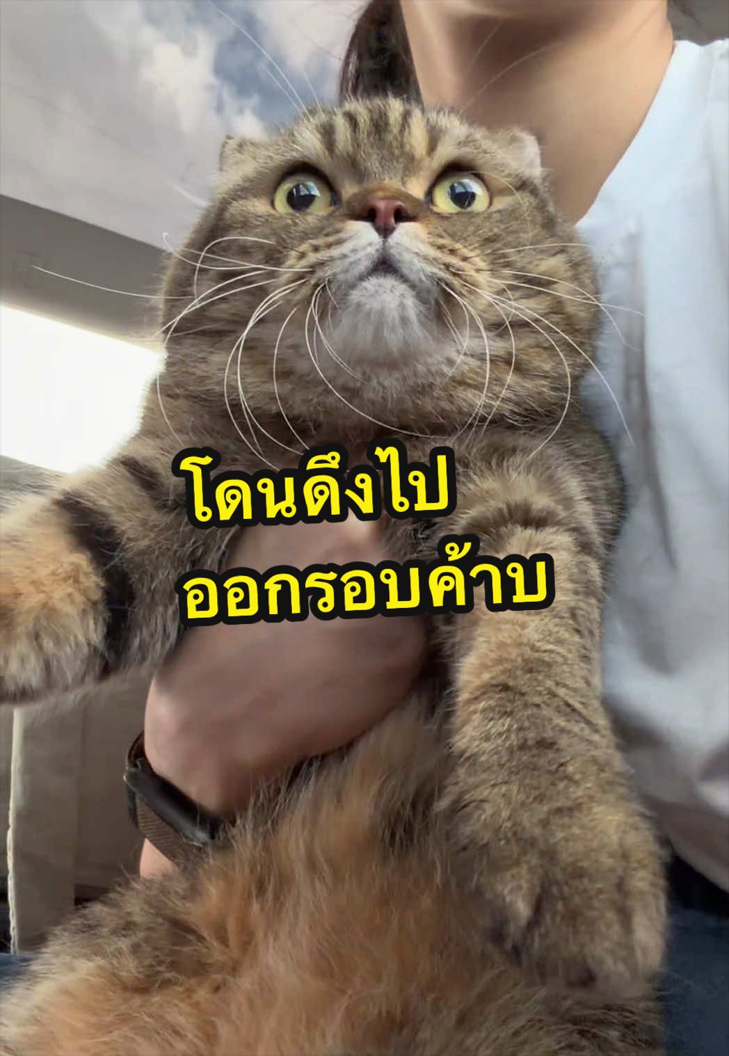 @เชอรี่ขืนใจแมว