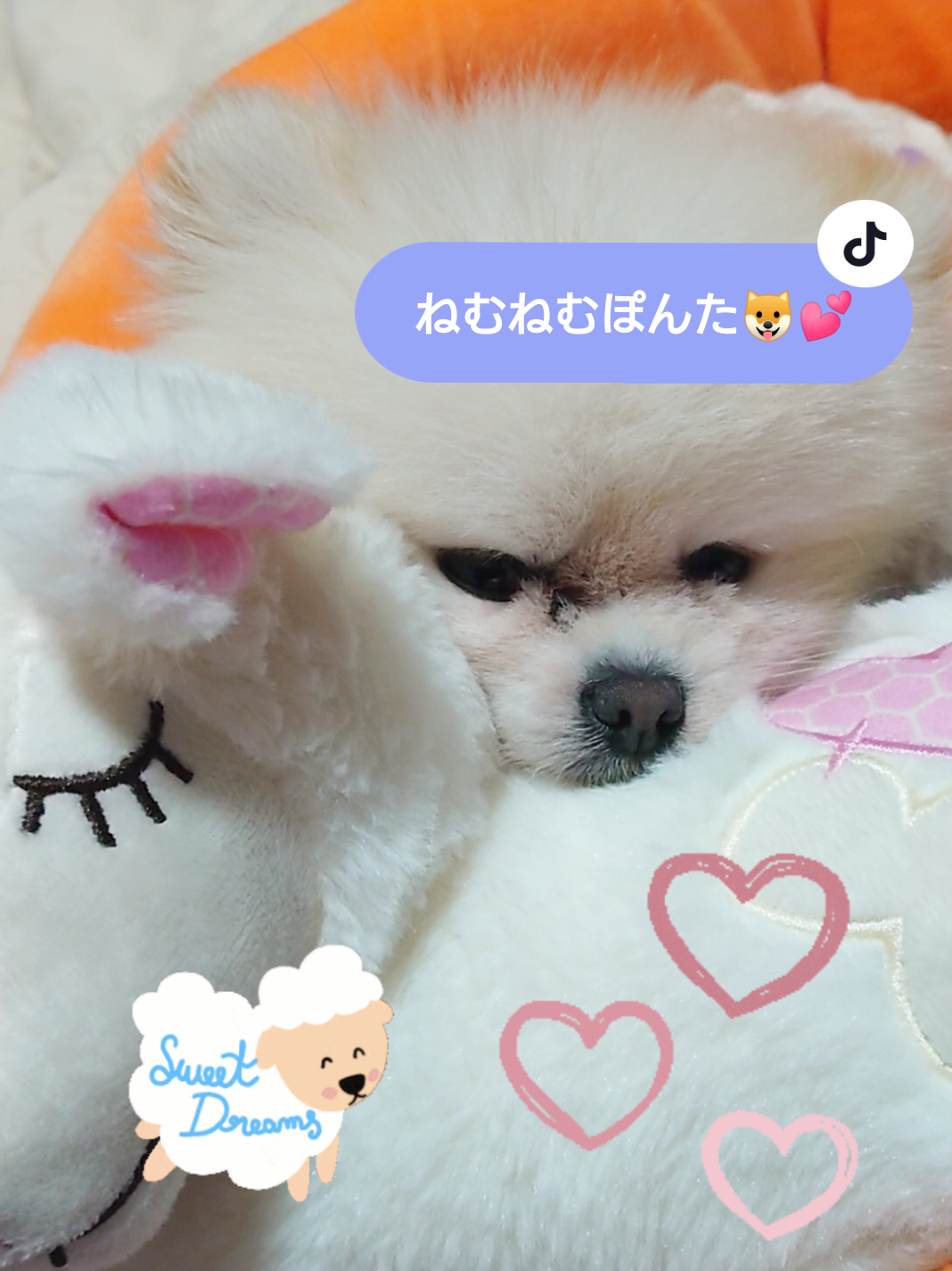 @ゆりあ&ぽんた🐶🐾