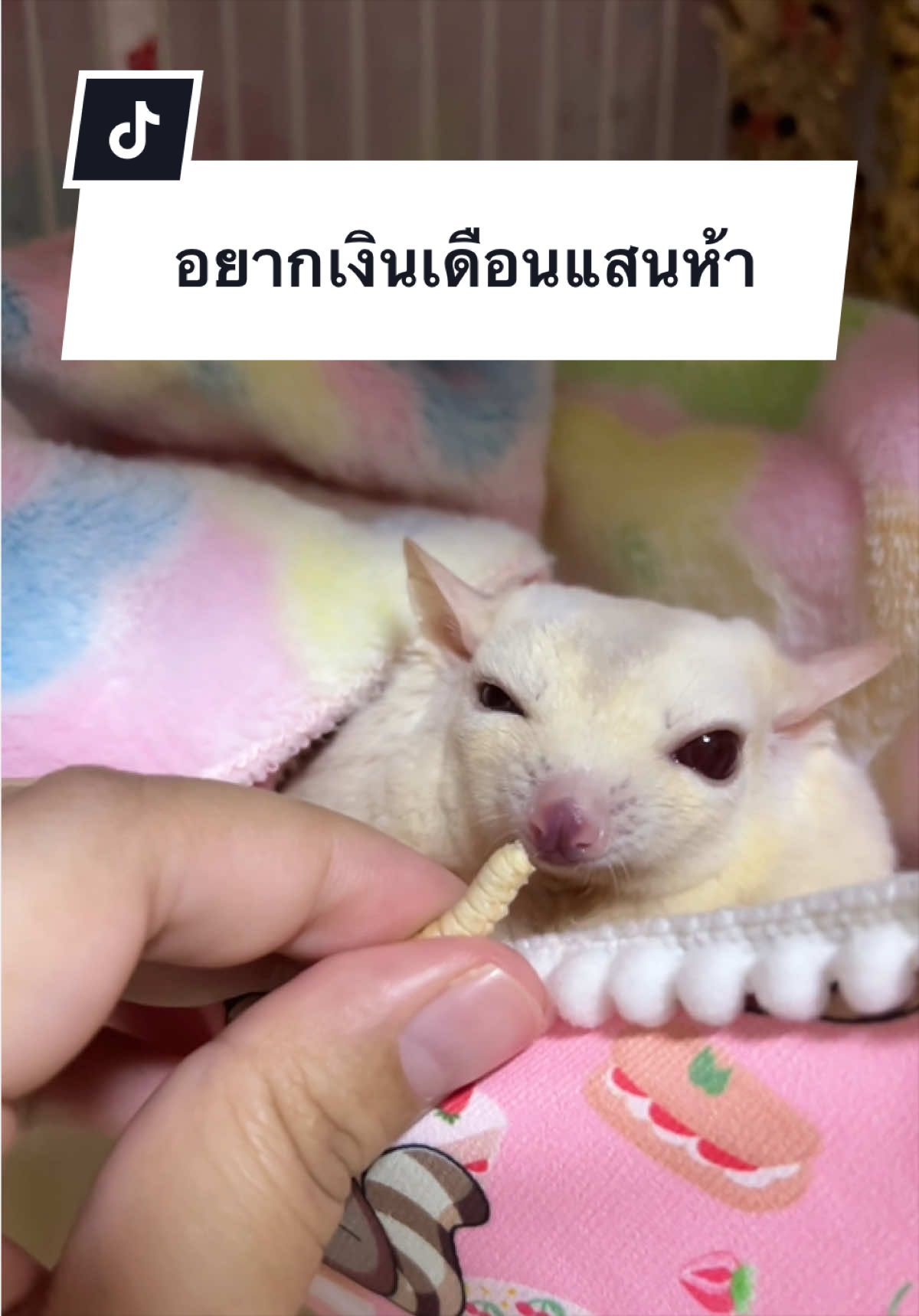 @anniezwoo