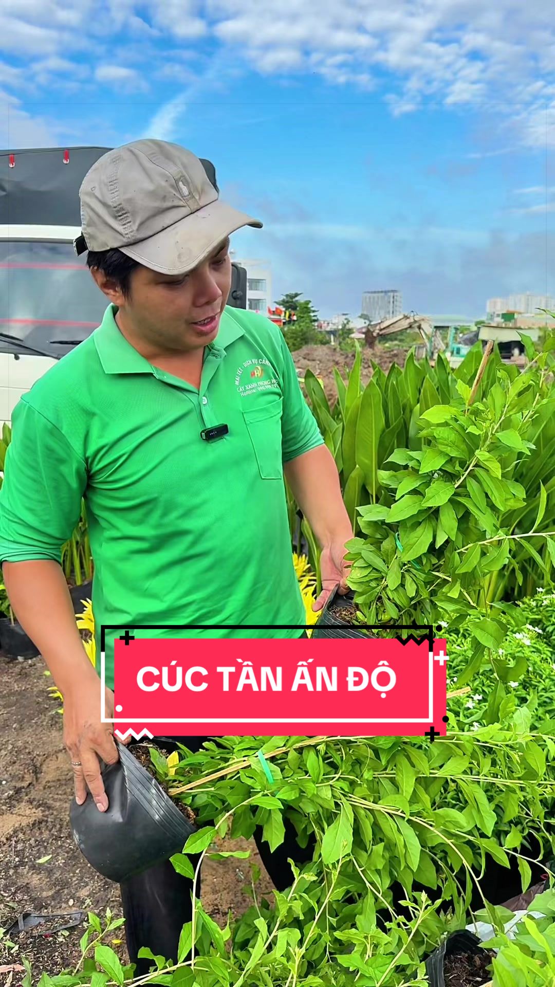 @Cây Xanh Phong Hồng