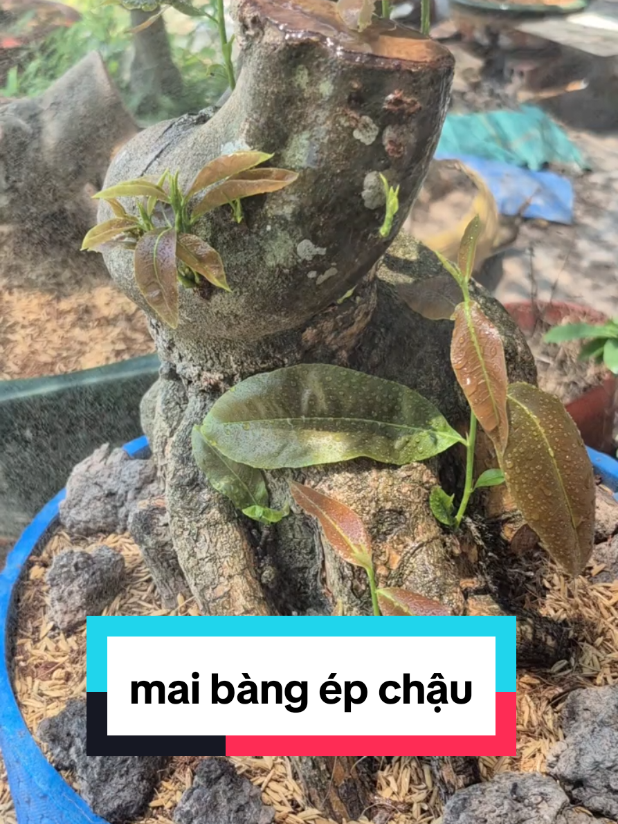 @Văn Long