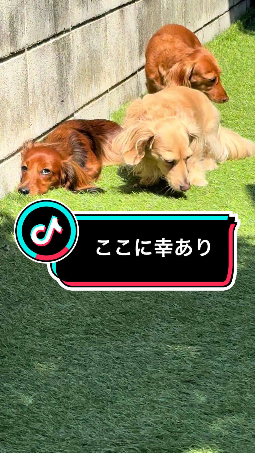 @ダックス愛好家(ワンワンパパ)