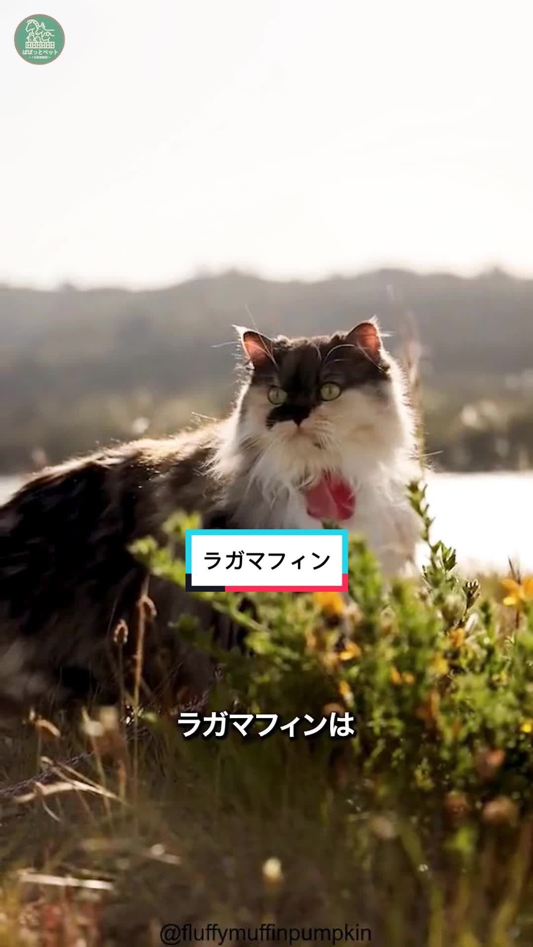 @ぱぱっとペット【動物1分解説】