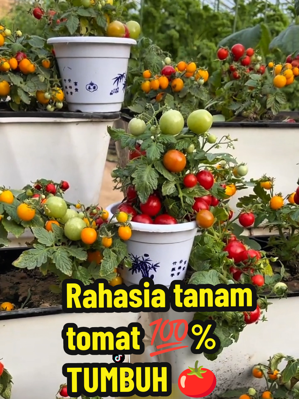 @TOKO BIBIT PAKDE