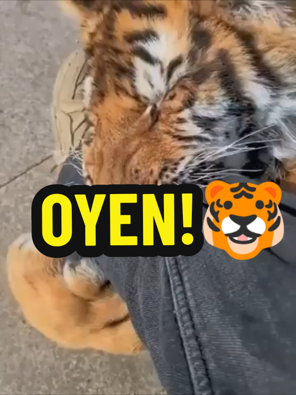 @B0SS7