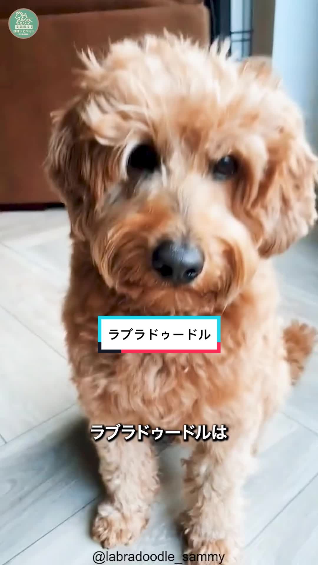 @ぱぱっとペット【動物1分解説】