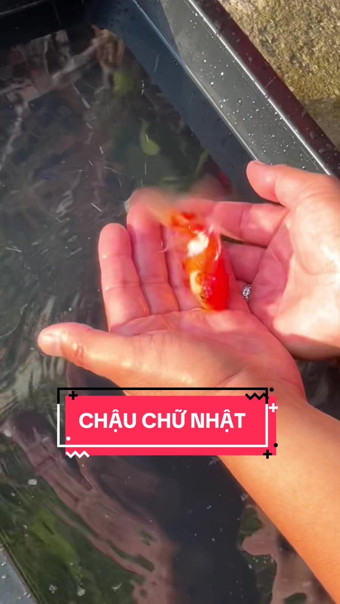 @Cây Xanh Phong Hồng