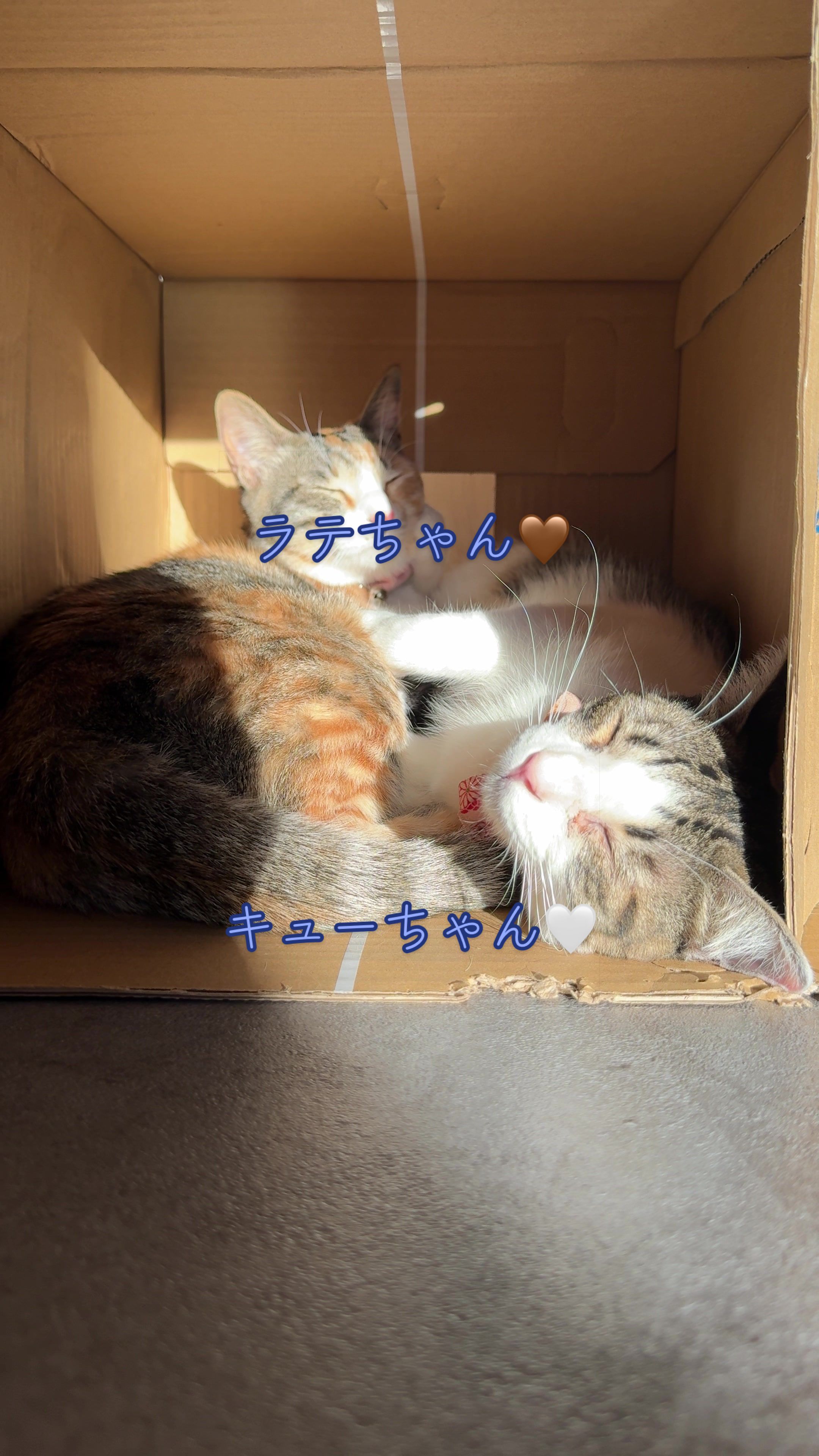 @はっぴー野郎☺︎