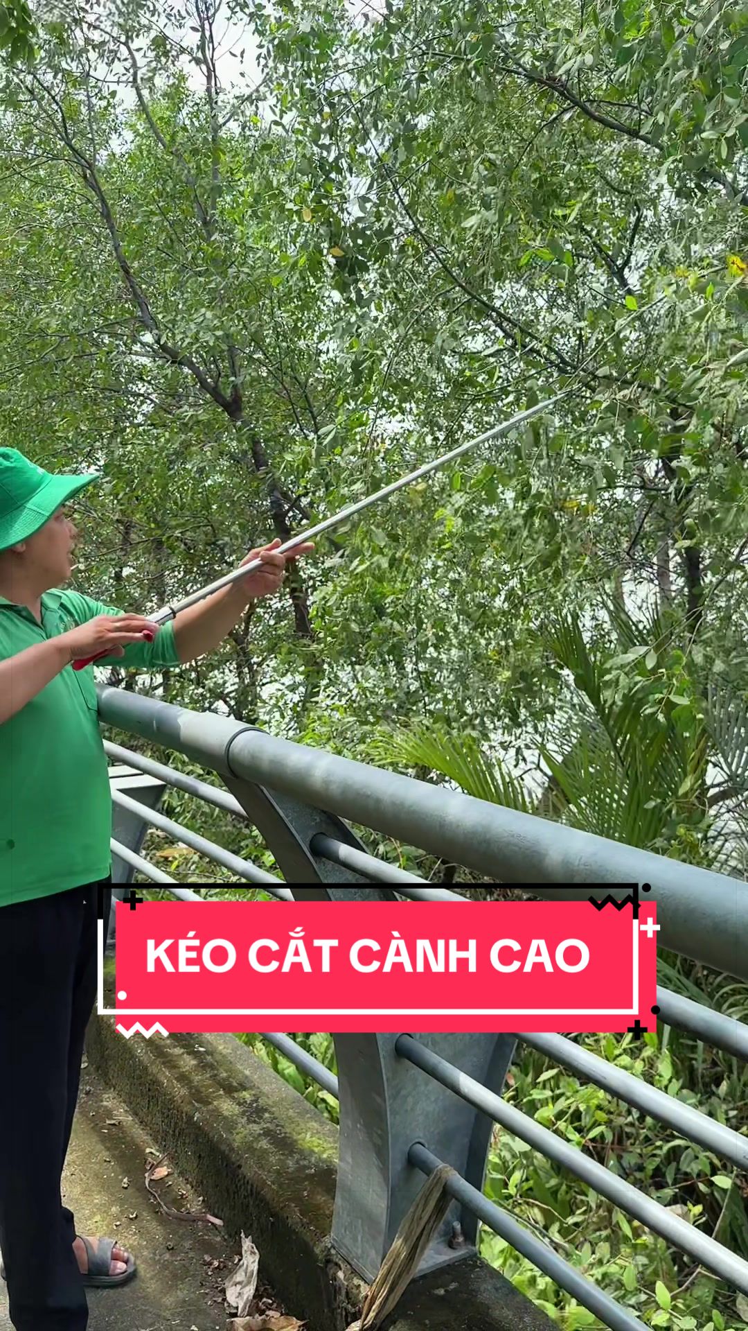 @Cây Xanh Phong Hồng