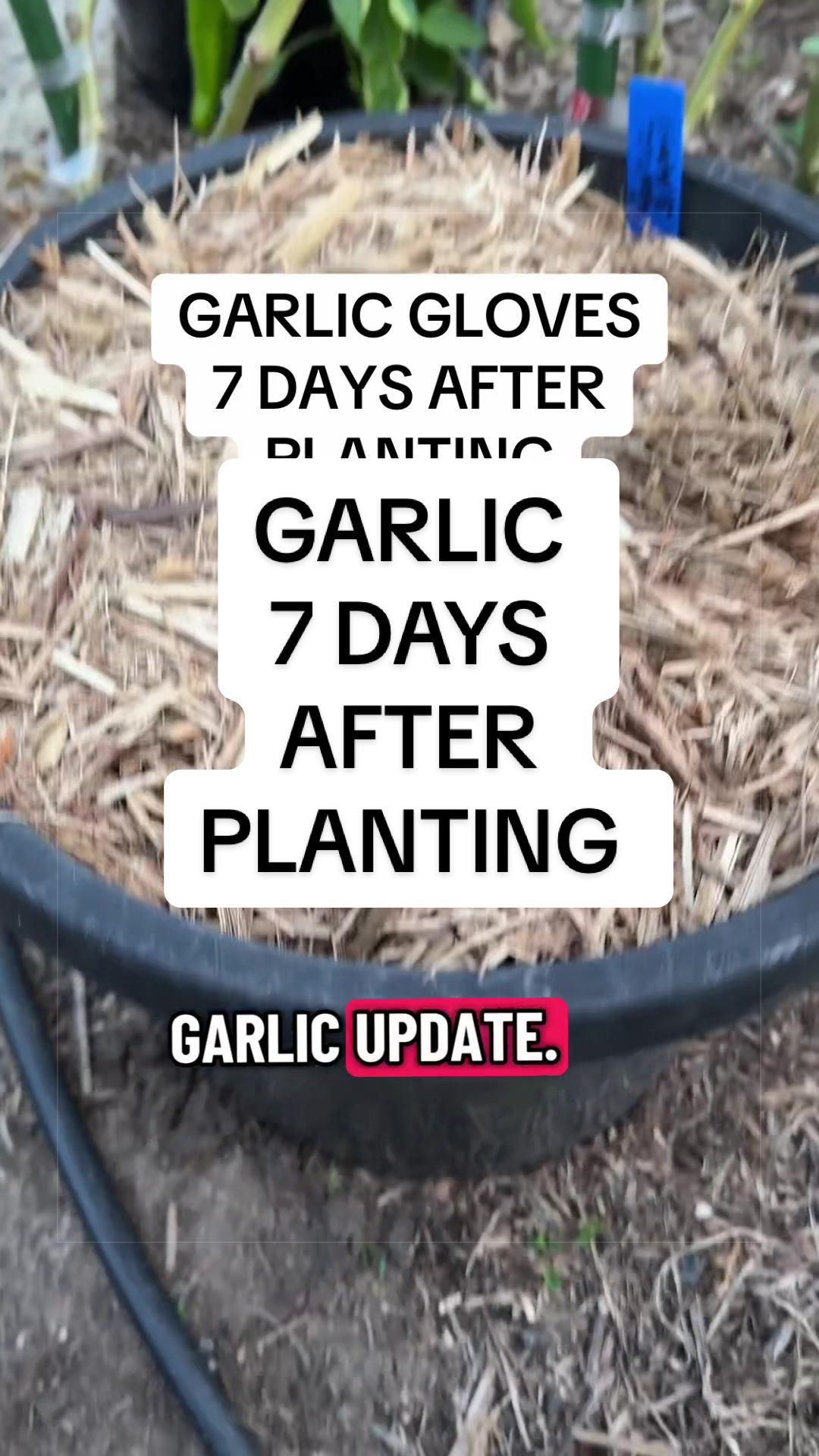 @busy chris gardening