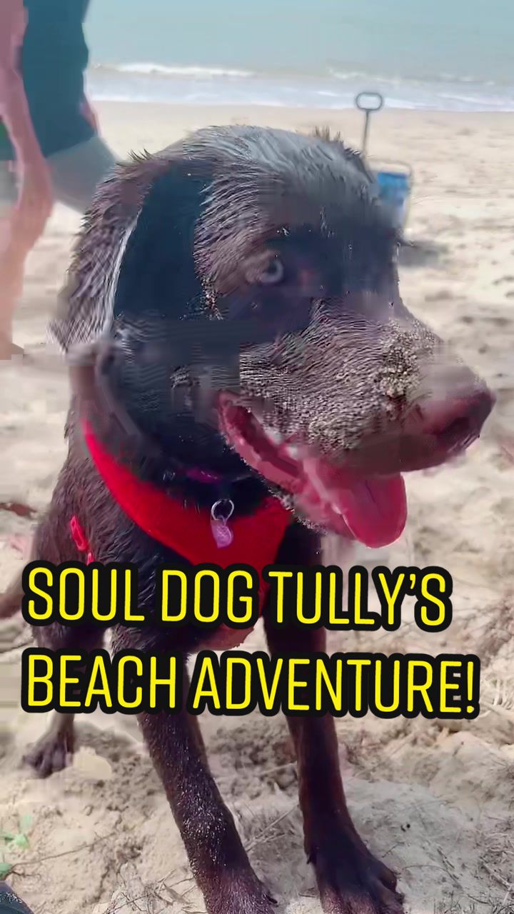 @🐾SOUL DOG TULLY 🐾