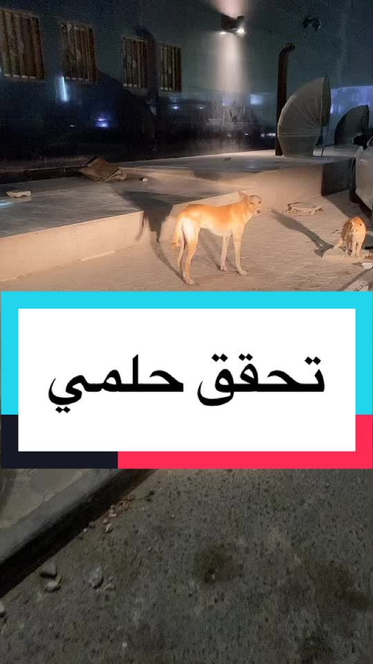 @wonderwoman Cats