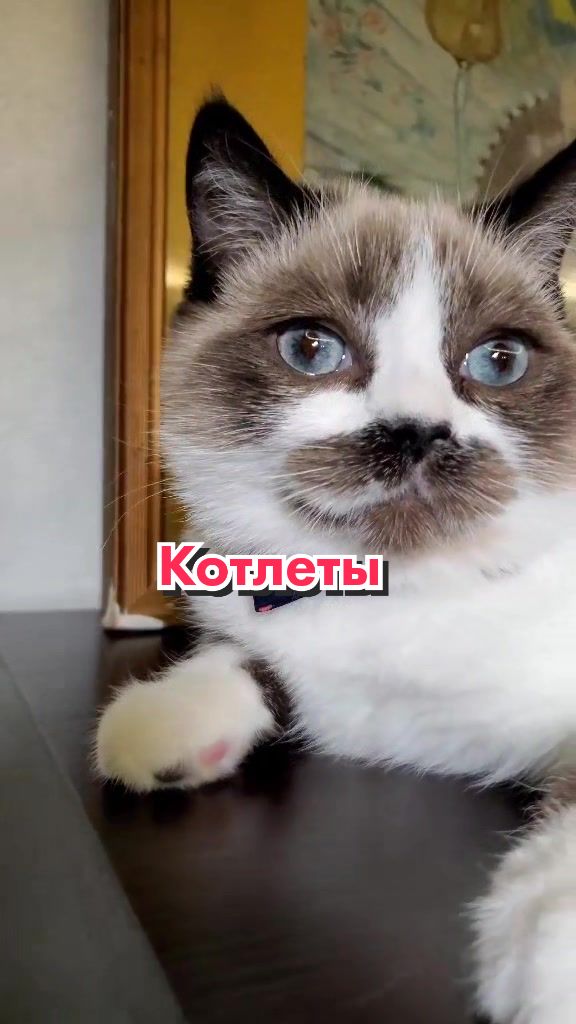 @Кот Клякса