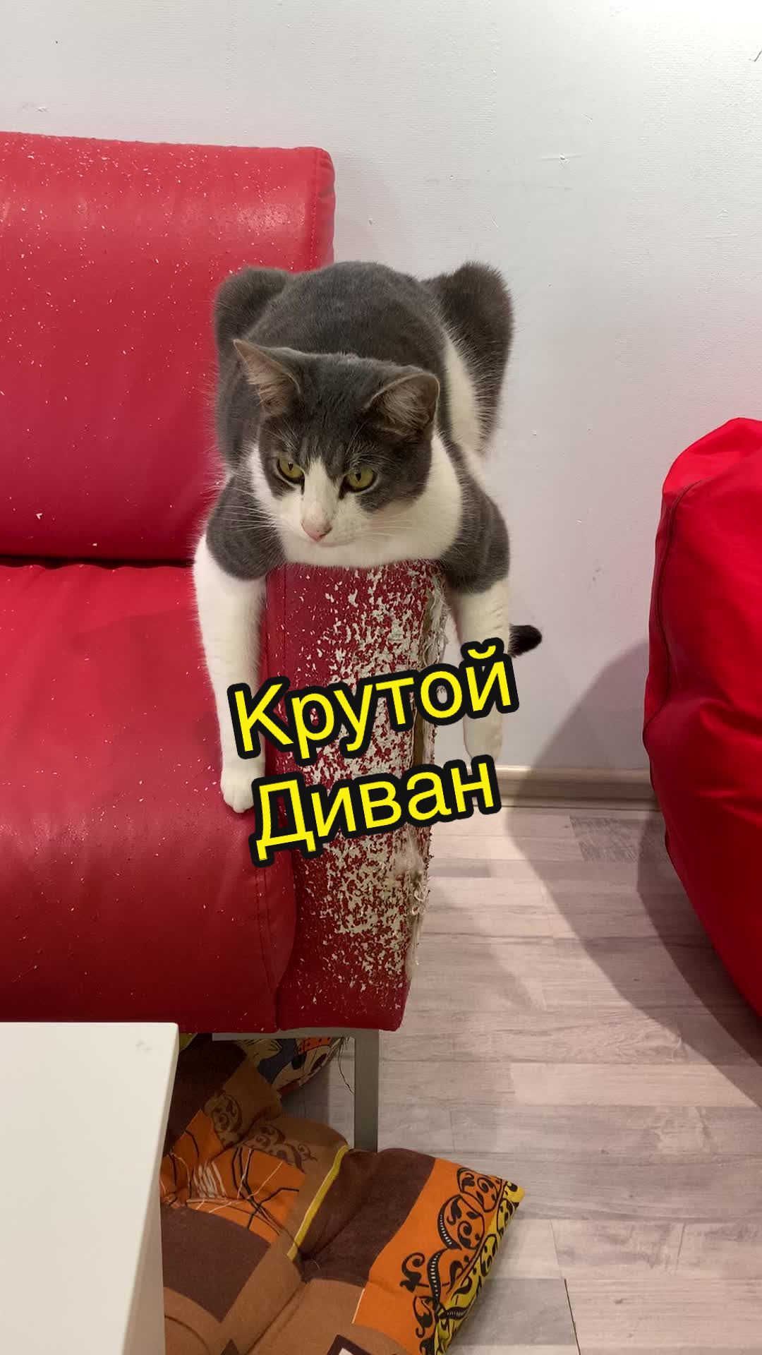 @Антошкин Кот