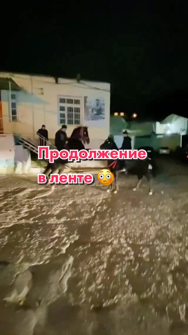 @tarki_horses05