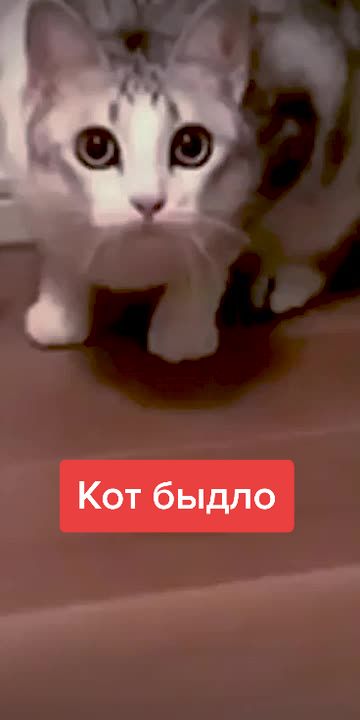 @DashaBaks