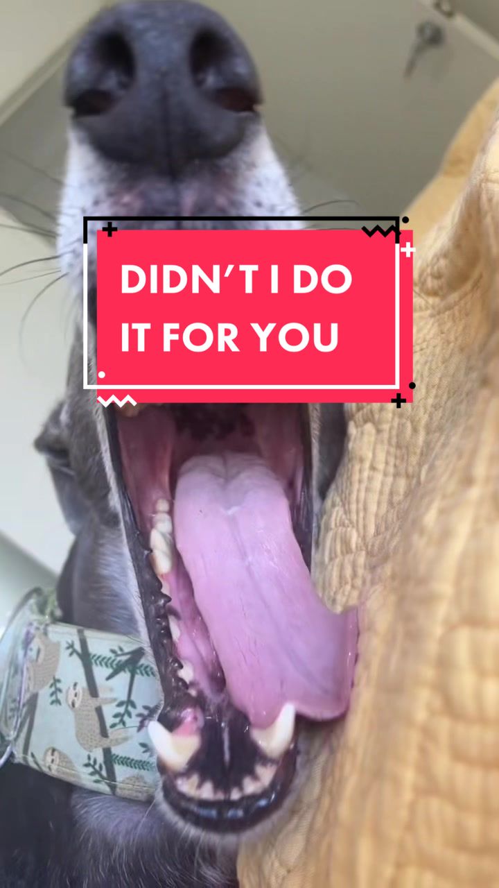 @harrythegreathound