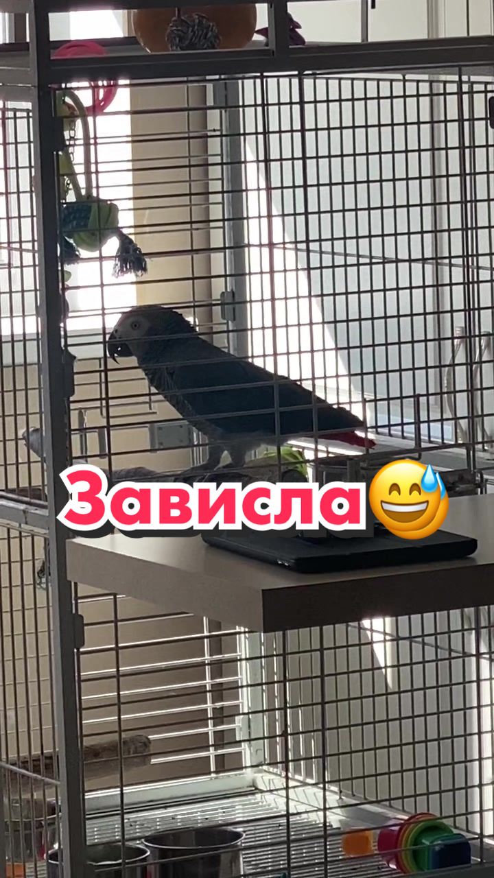 @Жако Кира