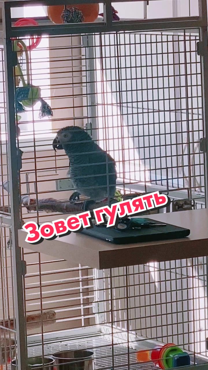 @Жако Кира