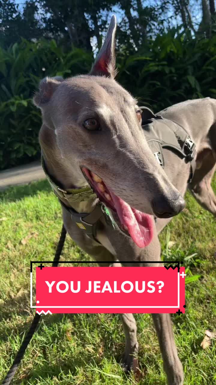 @harrythegreathound