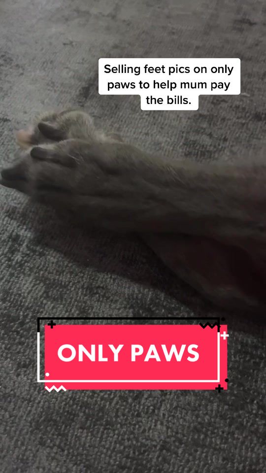 @harrythegreathound
