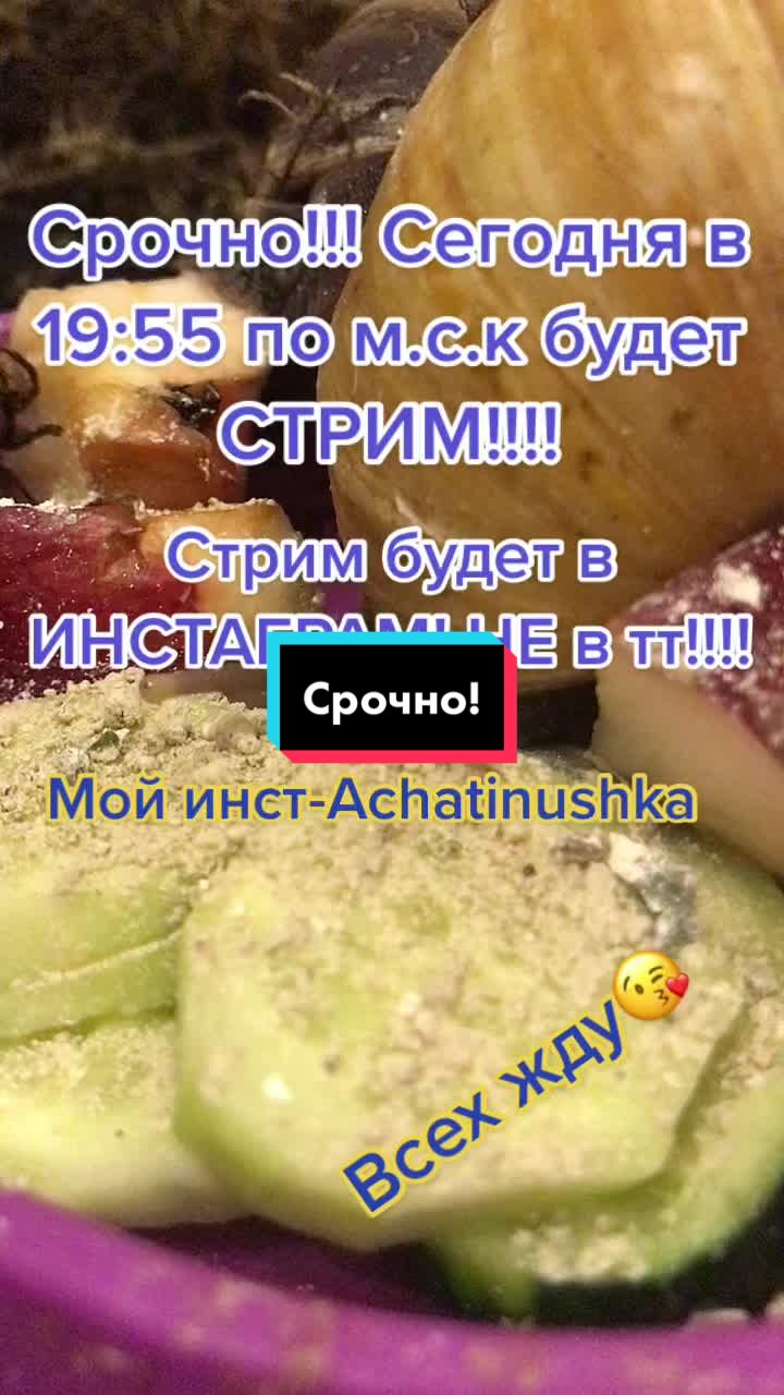@Улиточки ахатины 🐌💕