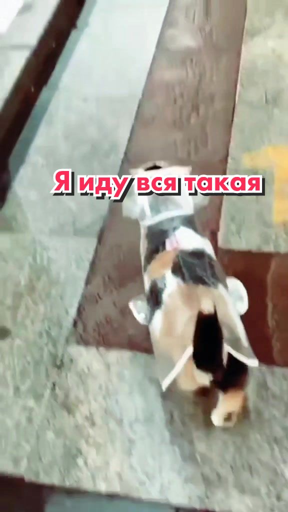 @Кот Клякса