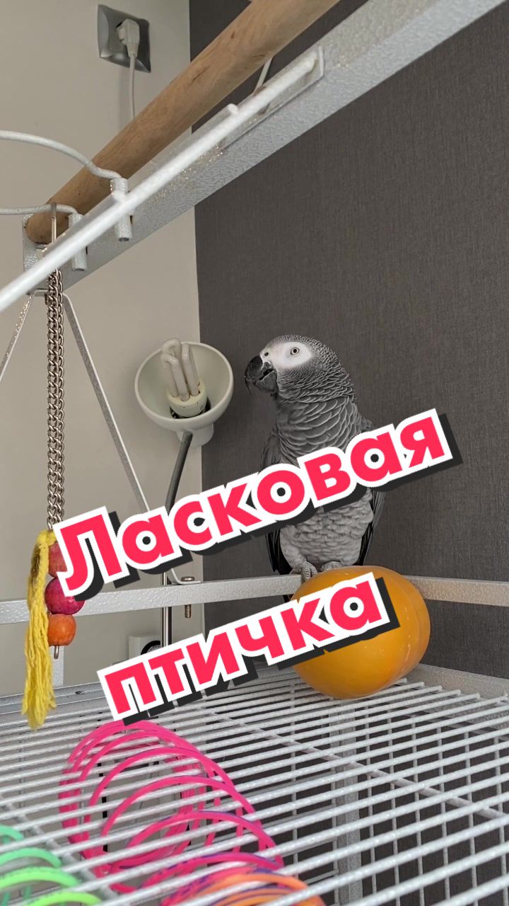 @Жако Кира
