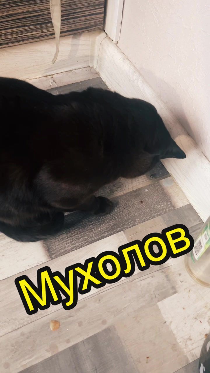 @Кот Мориска