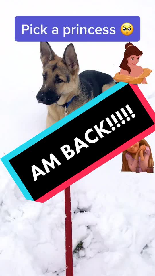 @🐶 Lily 🐶