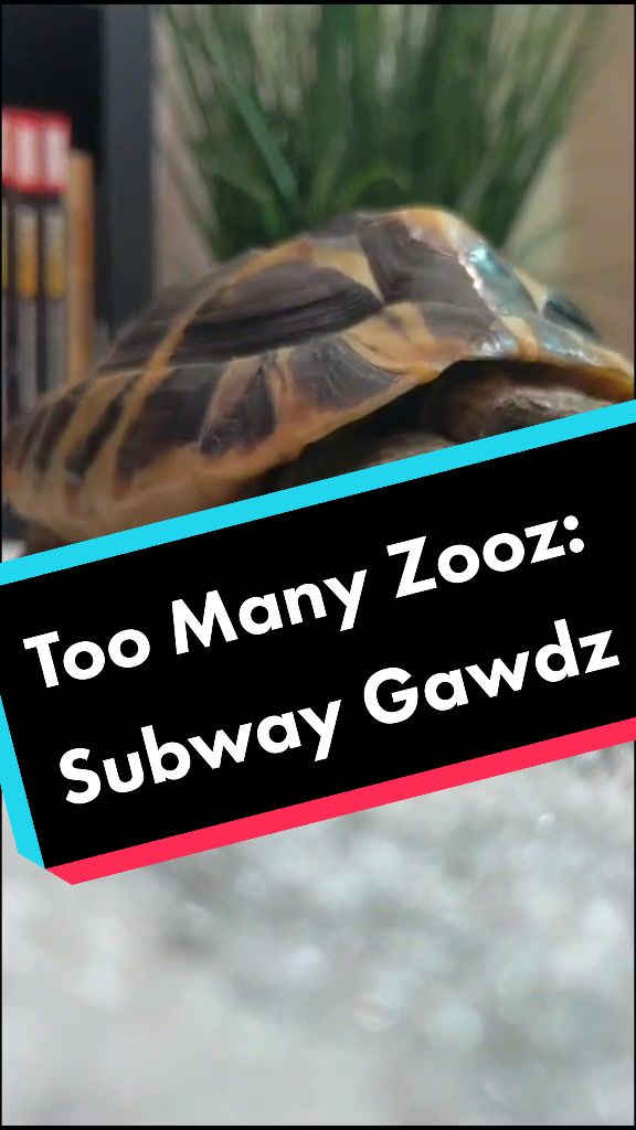 @TurntableTortoise