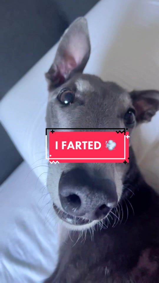 @harrythegreathound