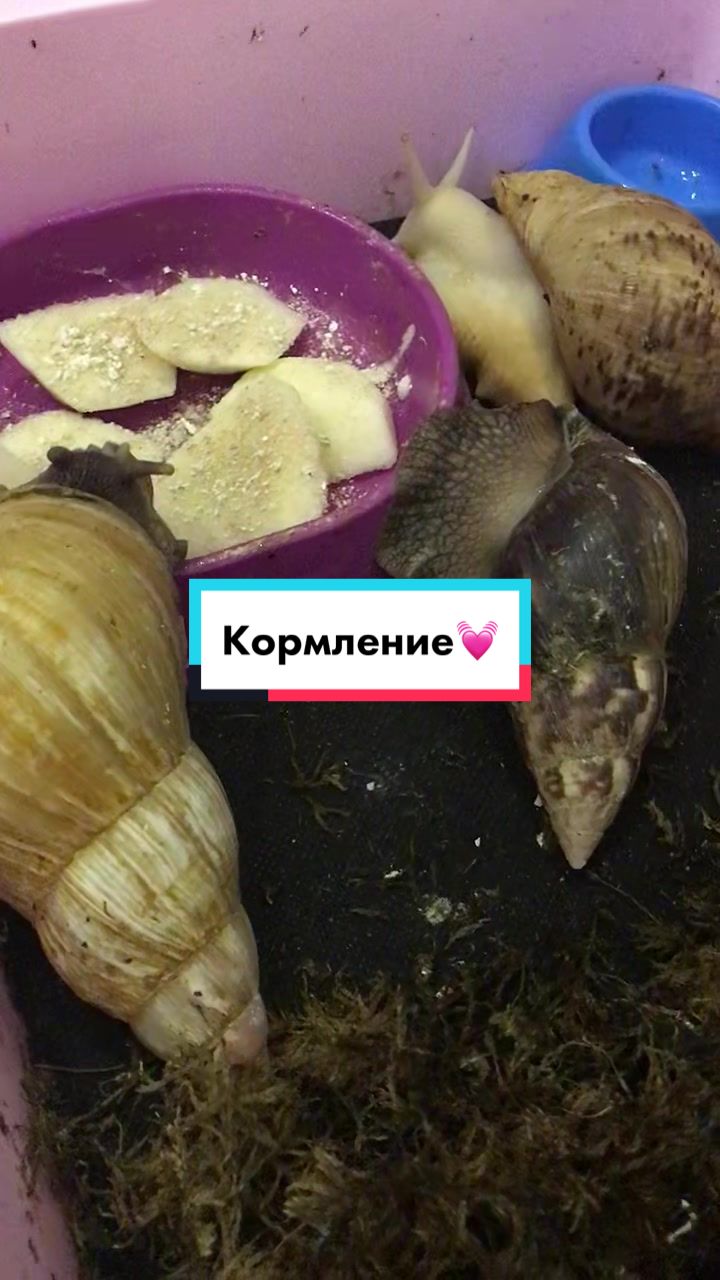 @Улиточки ахатины 🐌💕