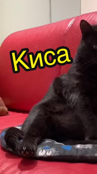 @Антошкин Кот
