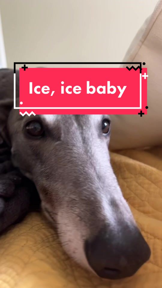 @harrythegreathound