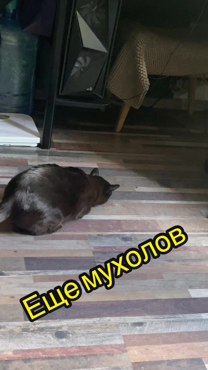 @Кот Мориска
